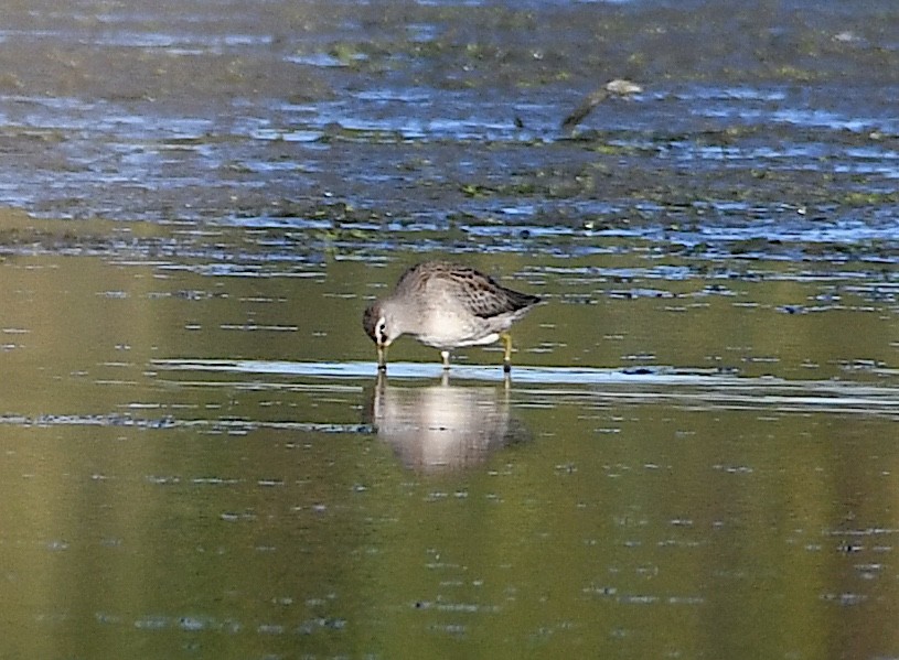 Long-billed Dowitcher - ML643387302