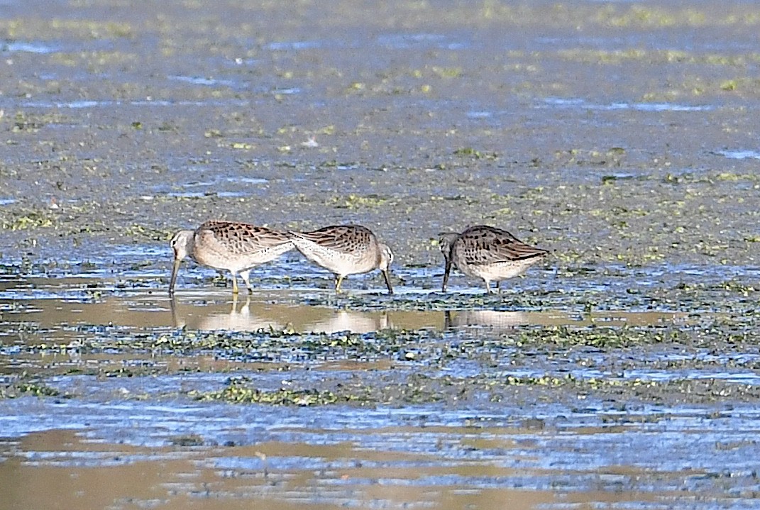 Long-billed Dowitcher - ML643387303
