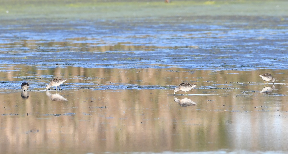 Long-billed Dowitcher - ML643387304