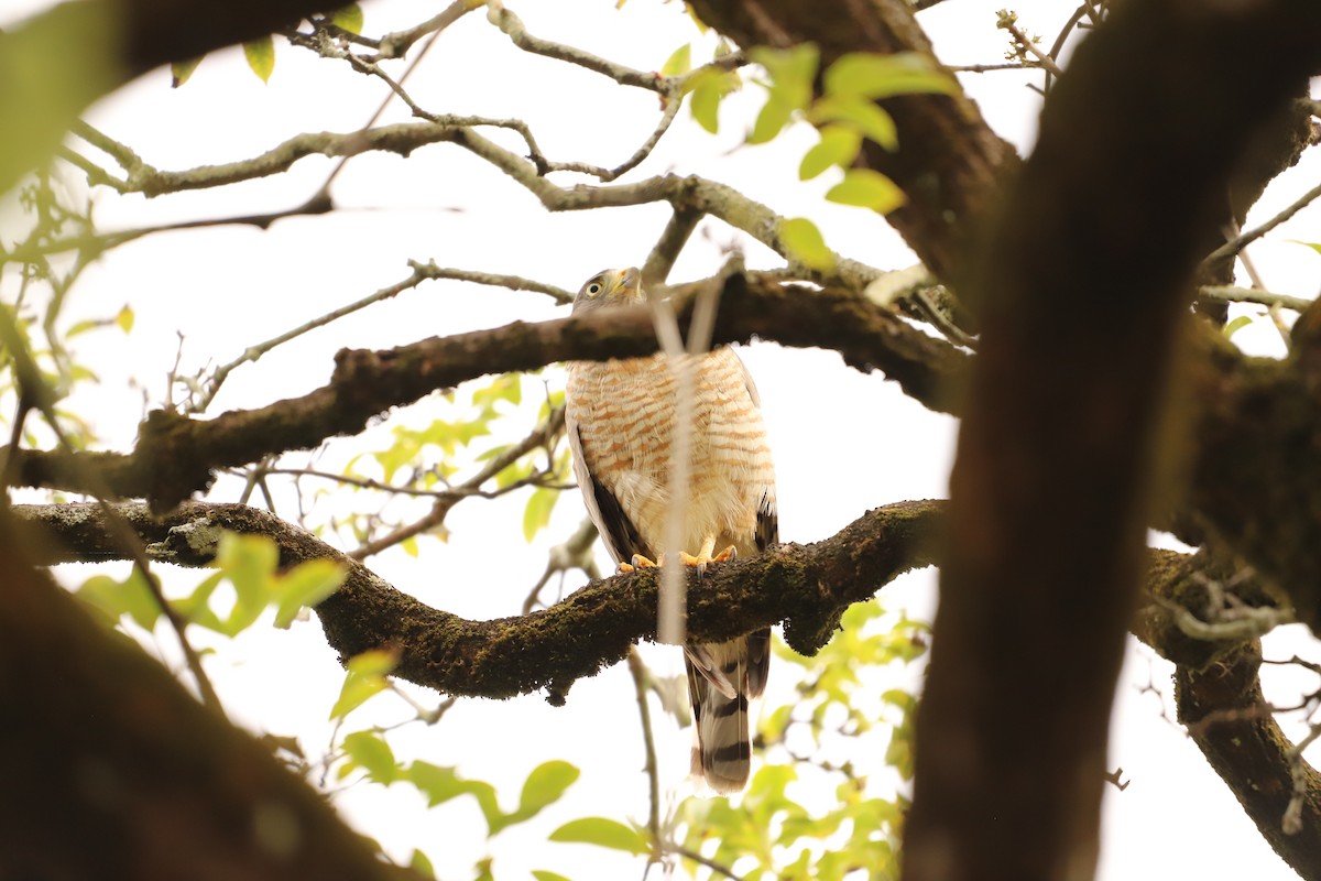 Roadside Hawk - ML643387306