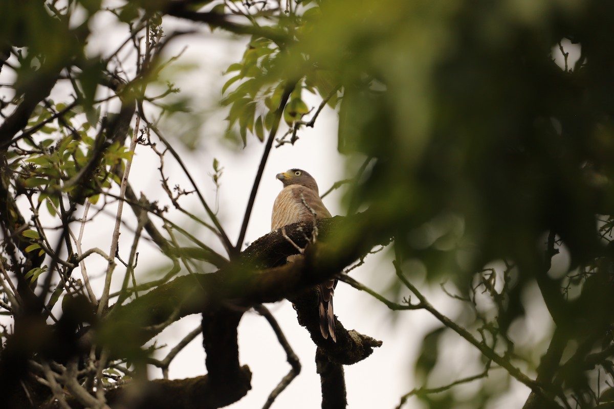 Roadside Hawk - ML643387308