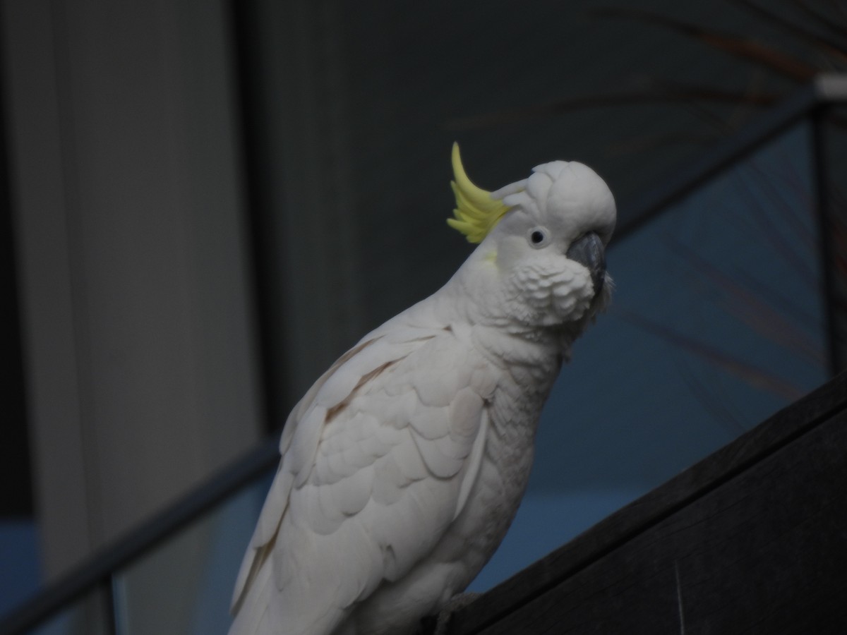 Sulphur-crested Cockatoo - ML643387309