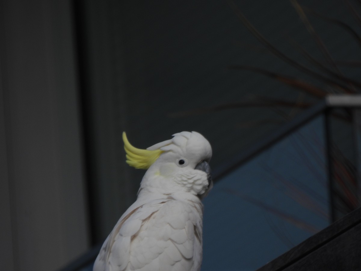 Sulphur-crested Cockatoo - ML643387310