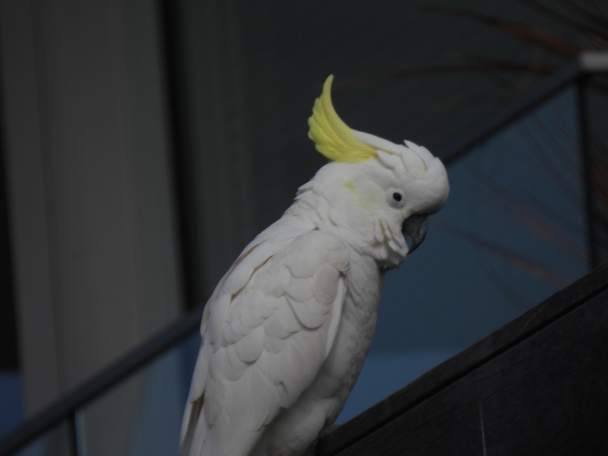 Sulphur-crested Cockatoo - ML643387311