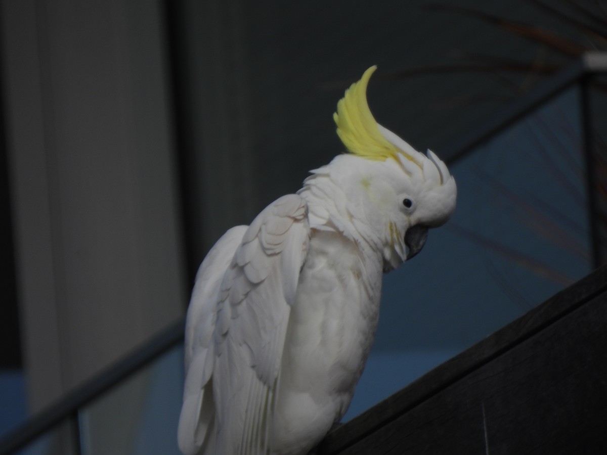 Sulphur-crested Cockatoo - ML643387312