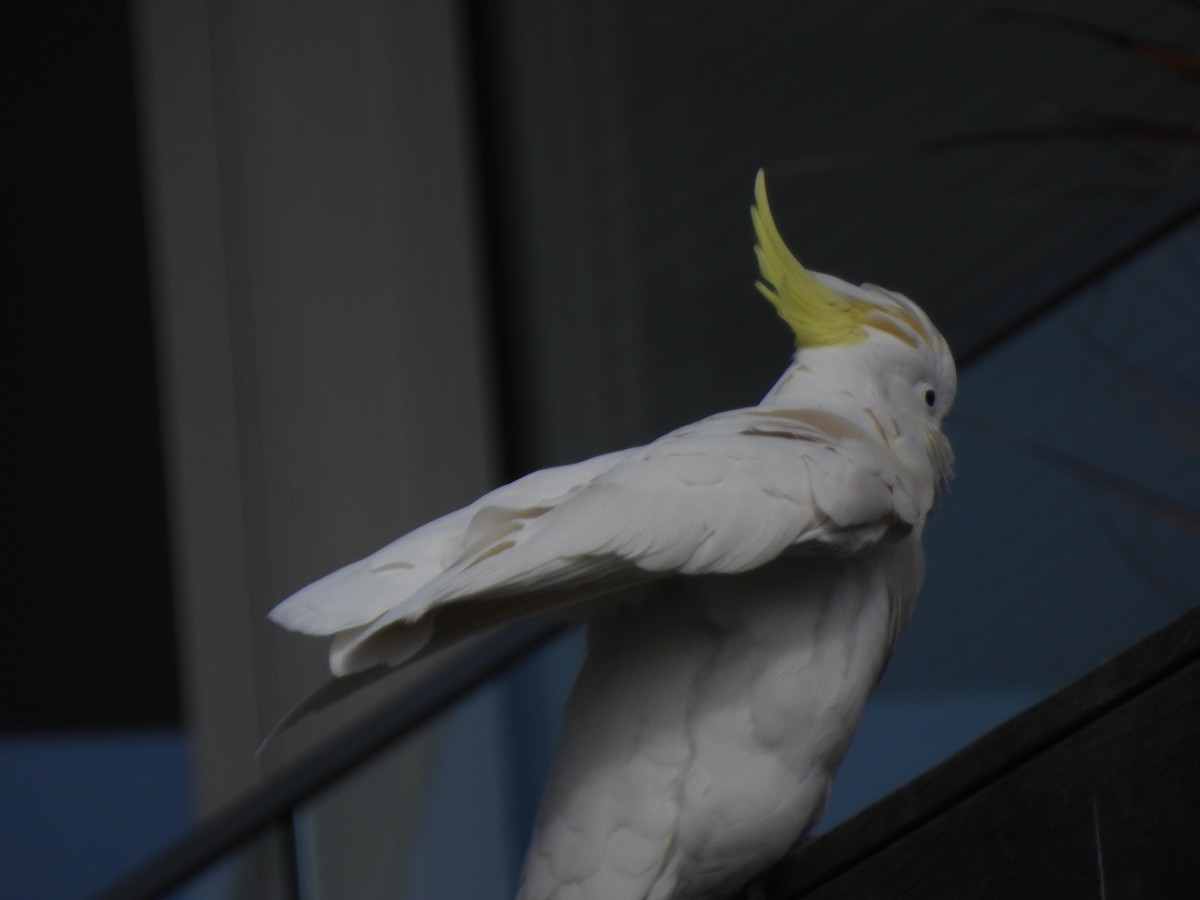 Sulphur-crested Cockatoo - ML643387313