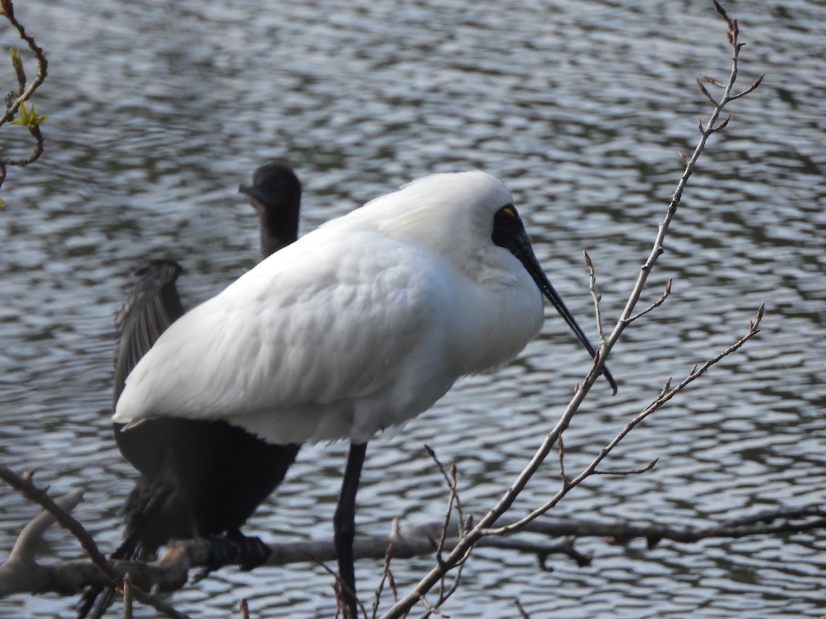 Royal Spoonbill - ML643387320