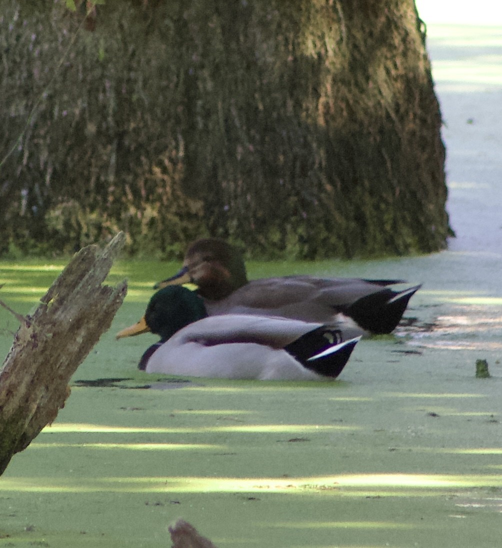 Gadwall x Mallard (hybrid) - ML643387327