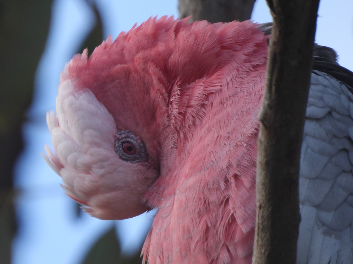 Galah - ML643387328