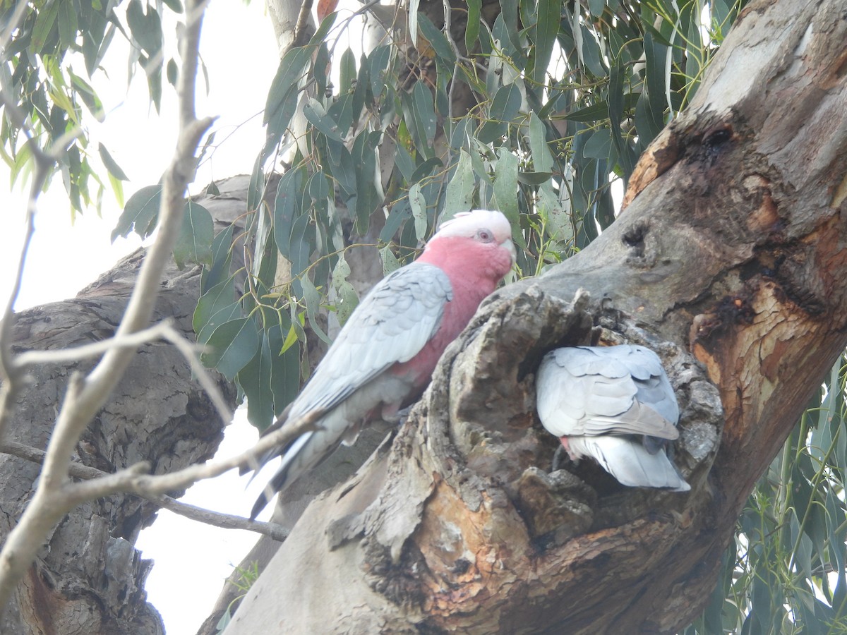 Galah - ML643387329