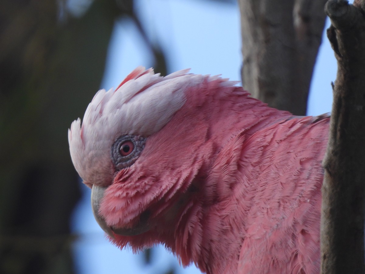 Galah - ML643387330