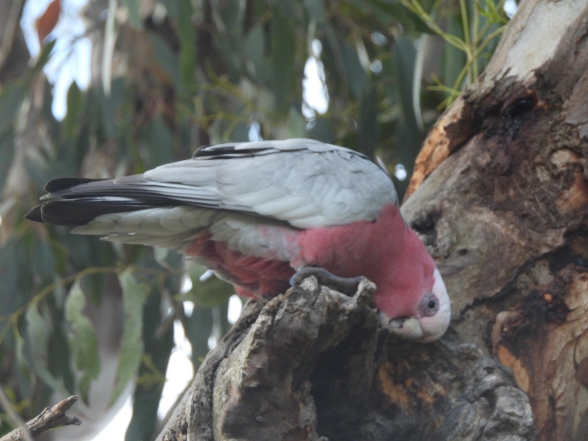 Galah - ML643387331