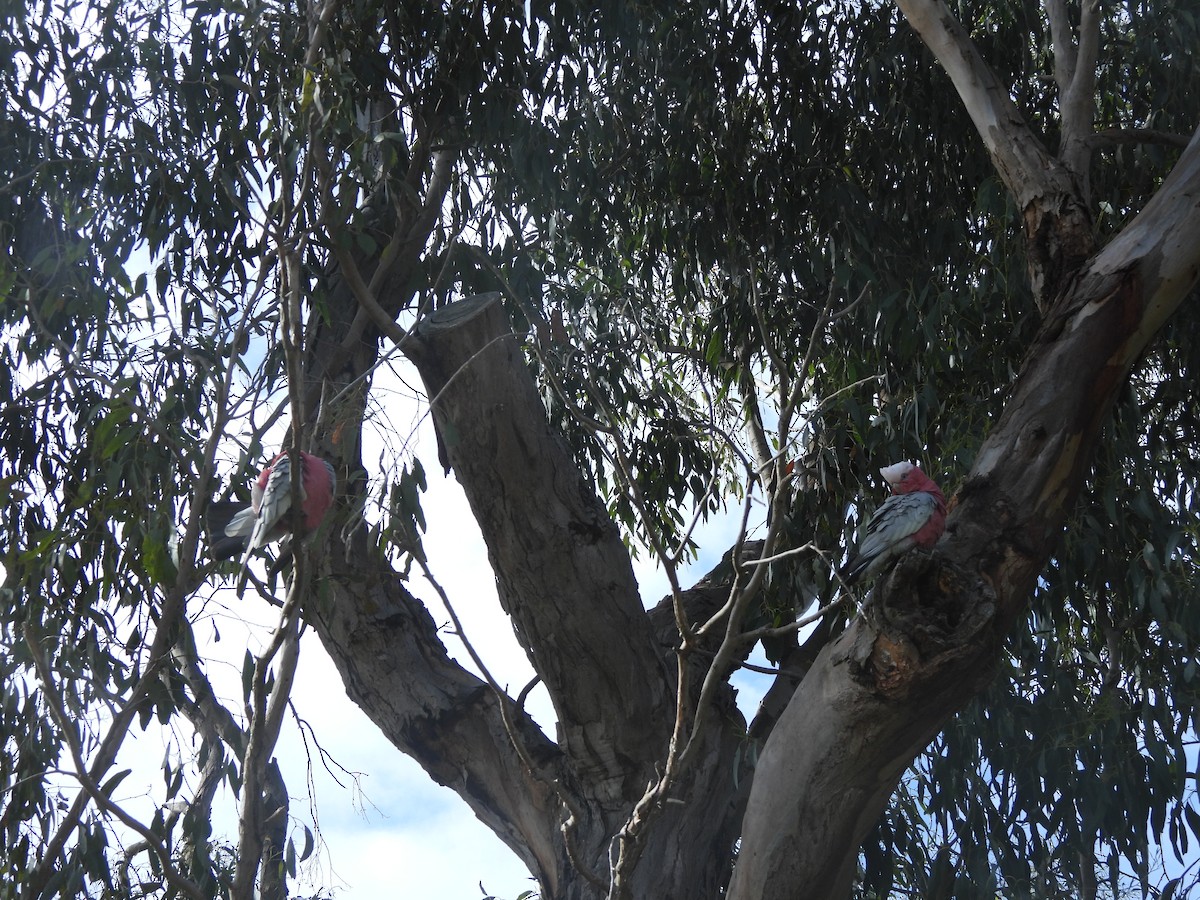 Galah - ML643387332