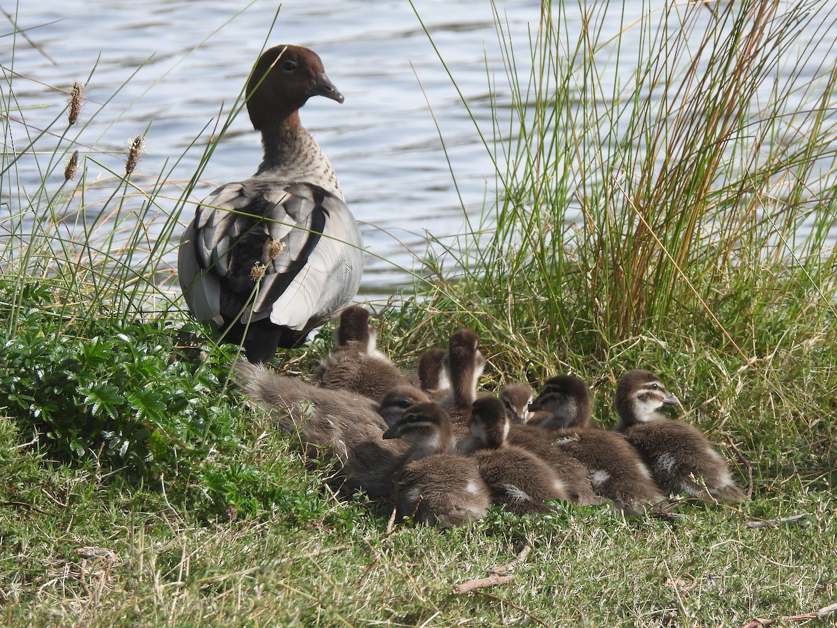 Maned Duck - ML643387343