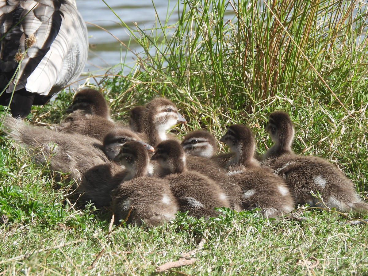 Maned Duck - ML643387344