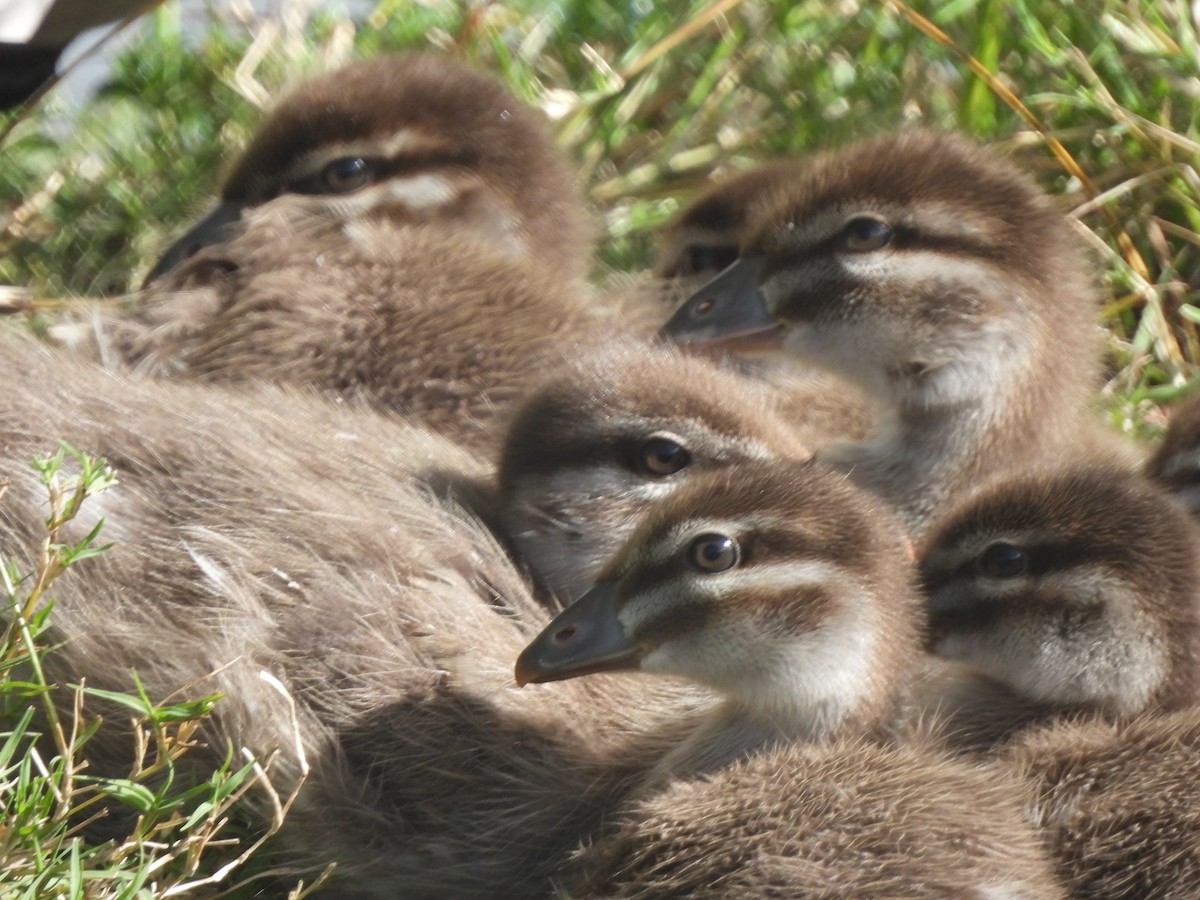 Maned Duck - ML643387345