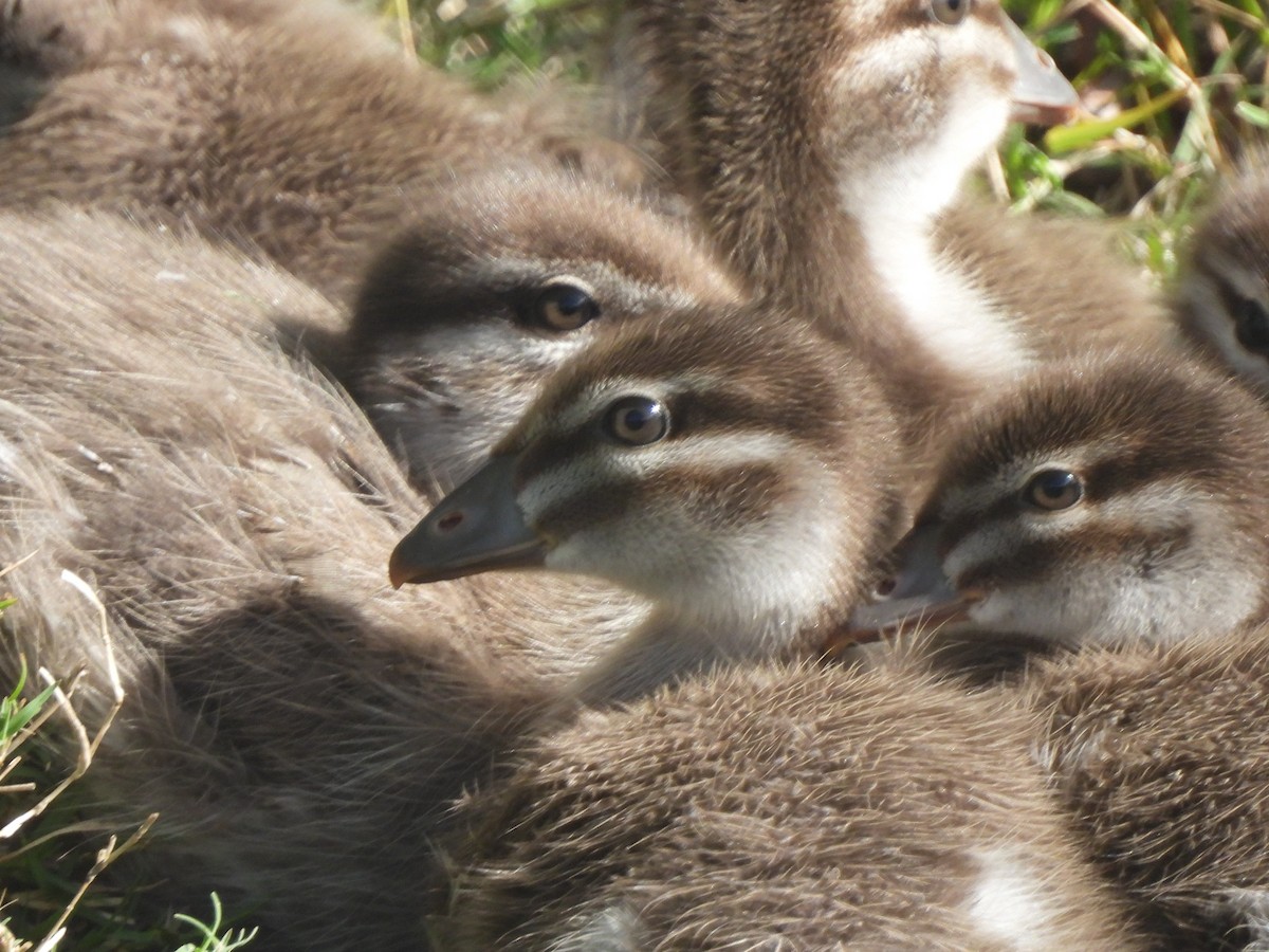 Maned Duck - ML643387347