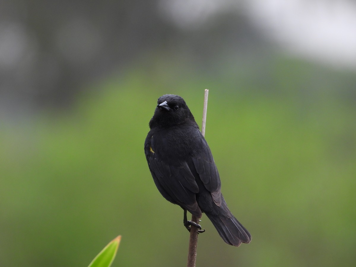 Yellow-winged Blackbird - ML643387349
