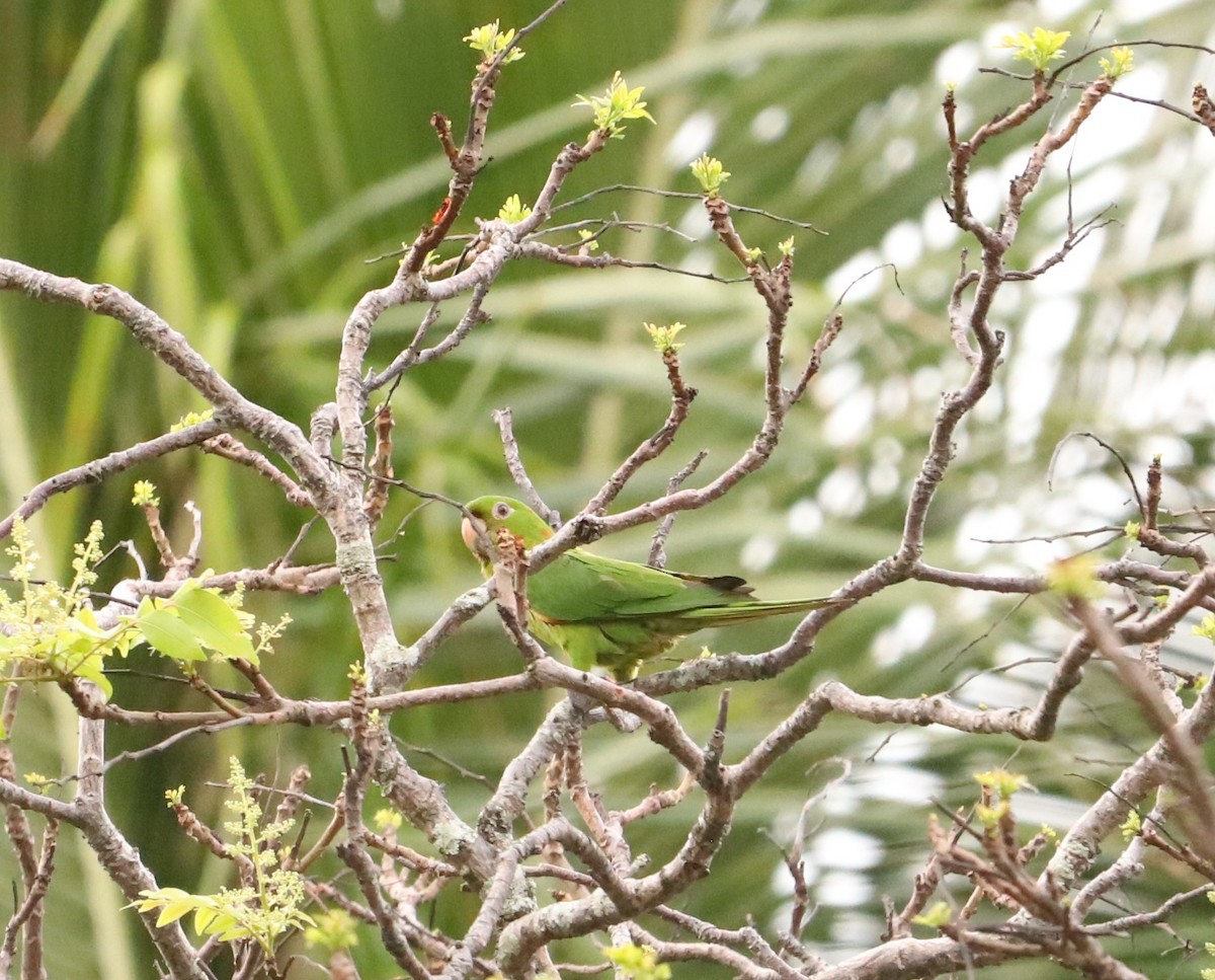 Plain Parakeet - ML643387352