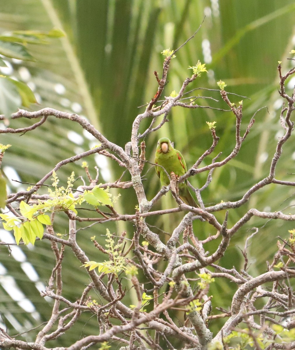 Plain Parakeet - ML643387353