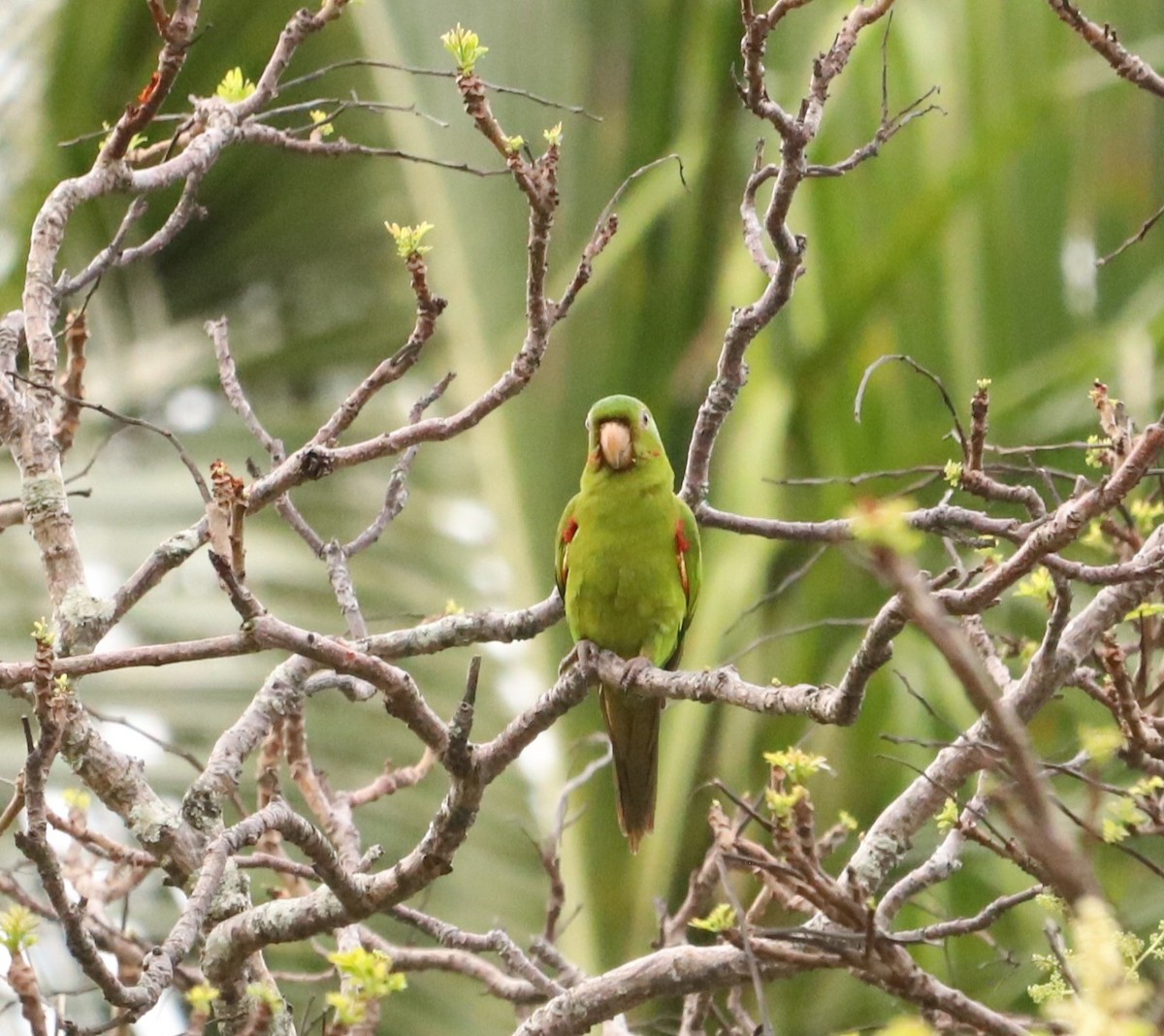 Plain Parakeet - ML643387354
