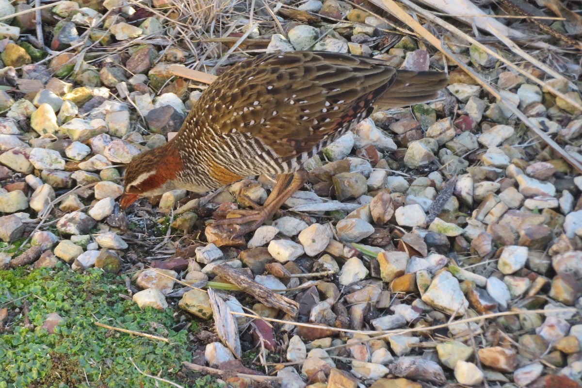 Buff-banded Rail - ML643387357