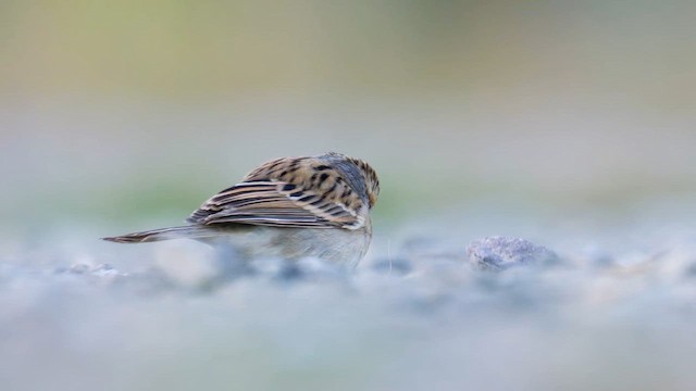 Clay-colored Sparrow - ML643387358