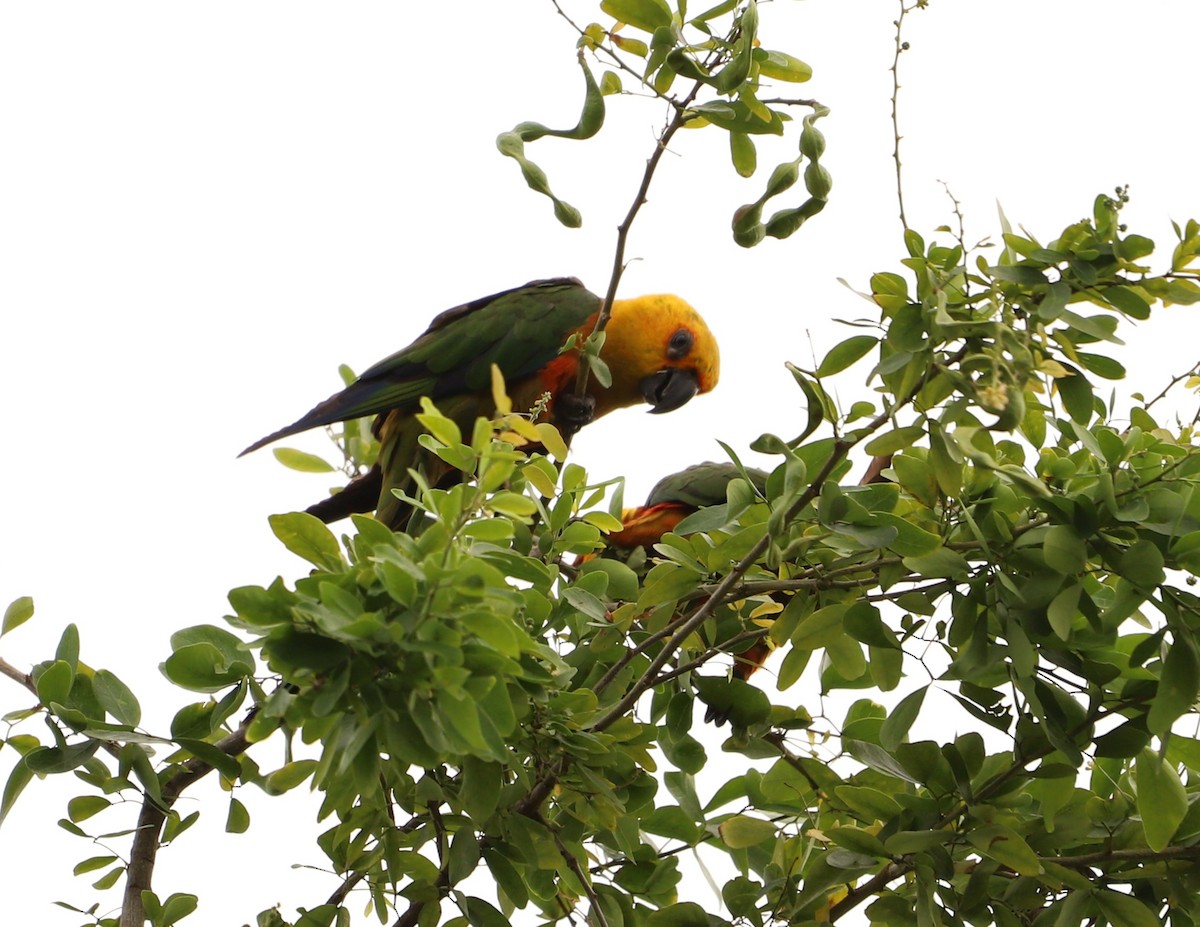 Jandaya Parakeet - ML643387369