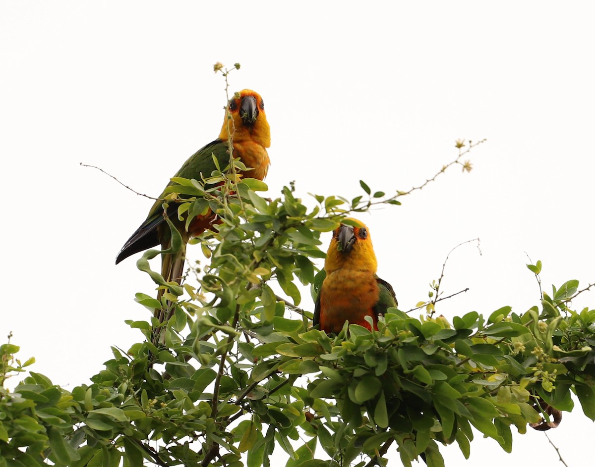 Jandaya Parakeet - ML643387370