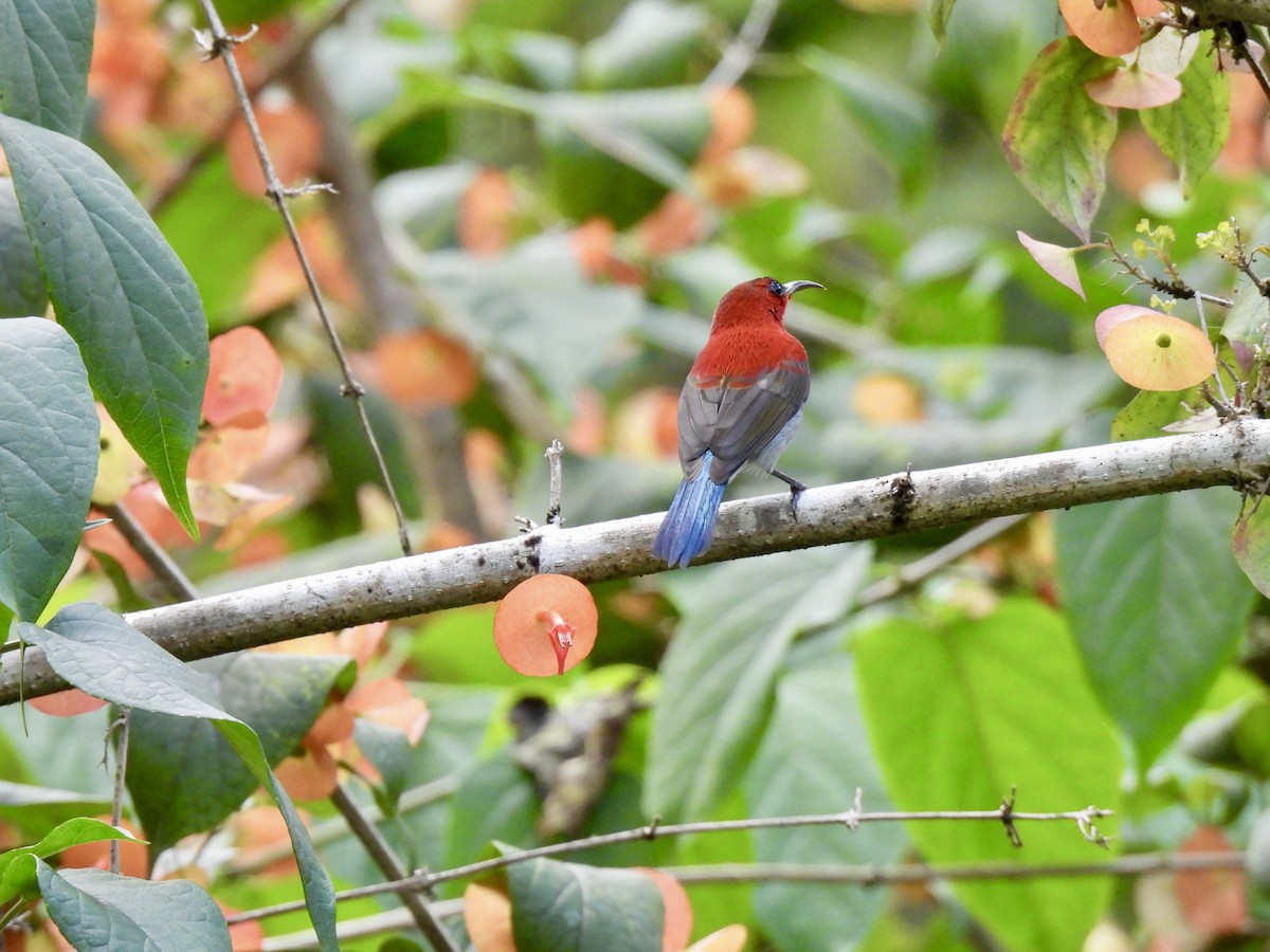 Karmesinnektarvogel - ML643387372