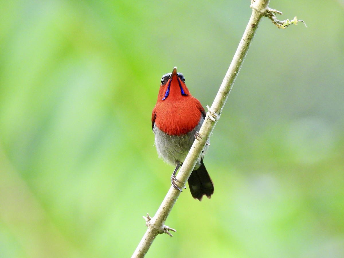 Karmesinnektarvogel - ML643387373