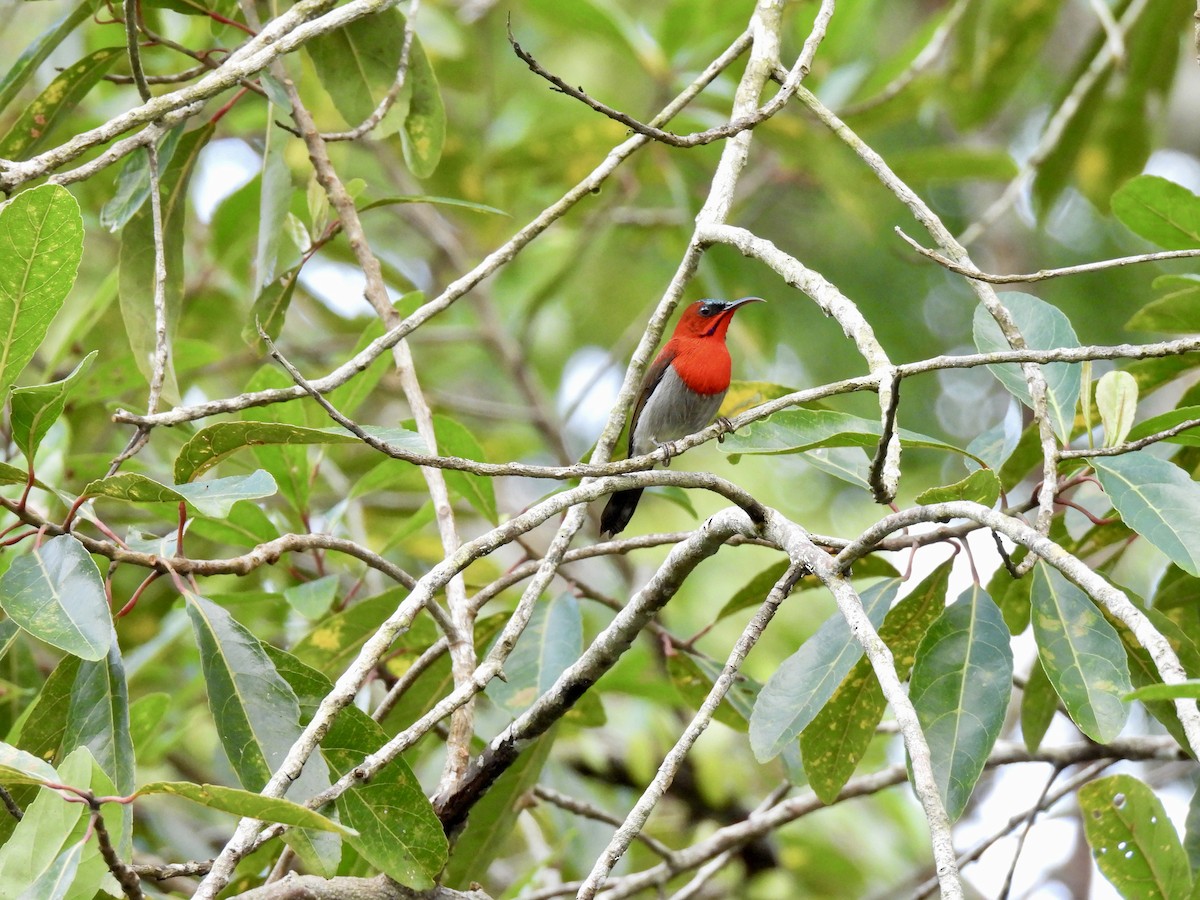Karmesinnektarvogel - ML643387374