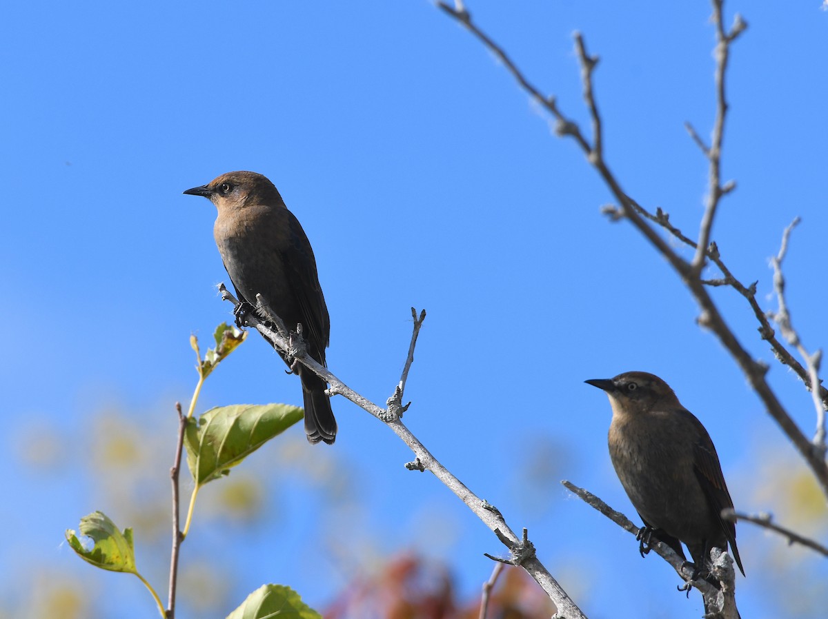 Rusty Blackbird - ML643387375