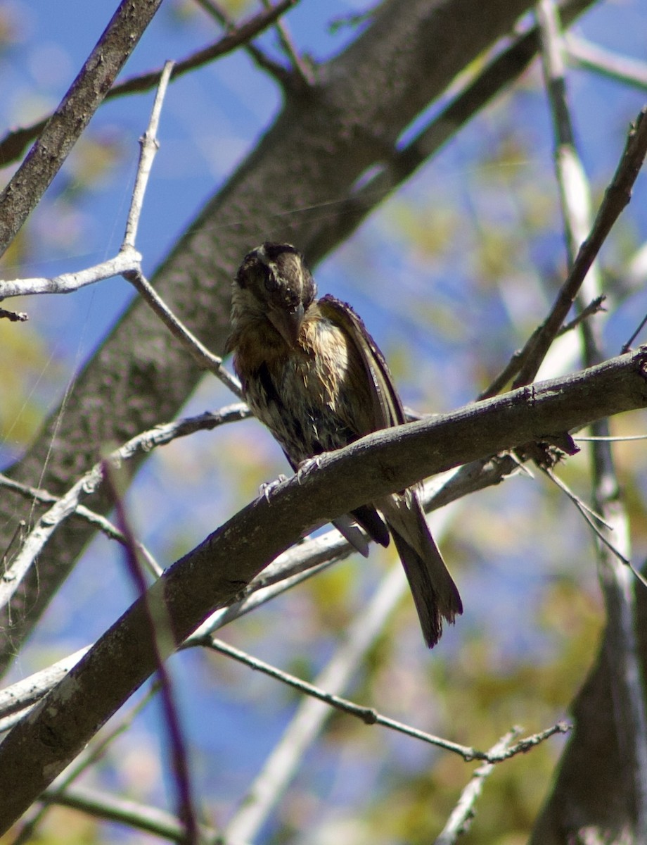 Black-headed Grosbeak - ML643387385