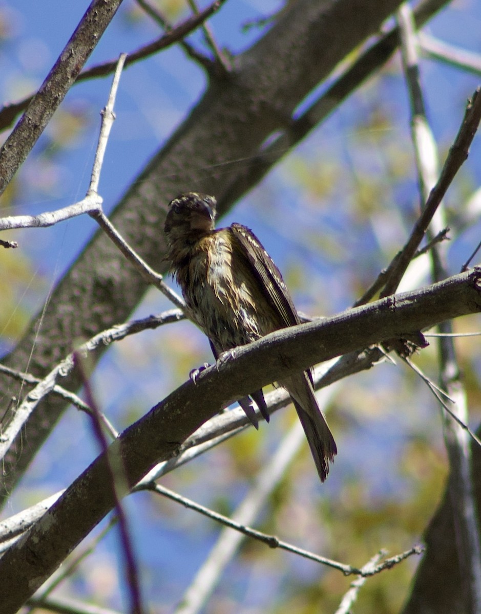 Black-headed Grosbeak - ML643387388