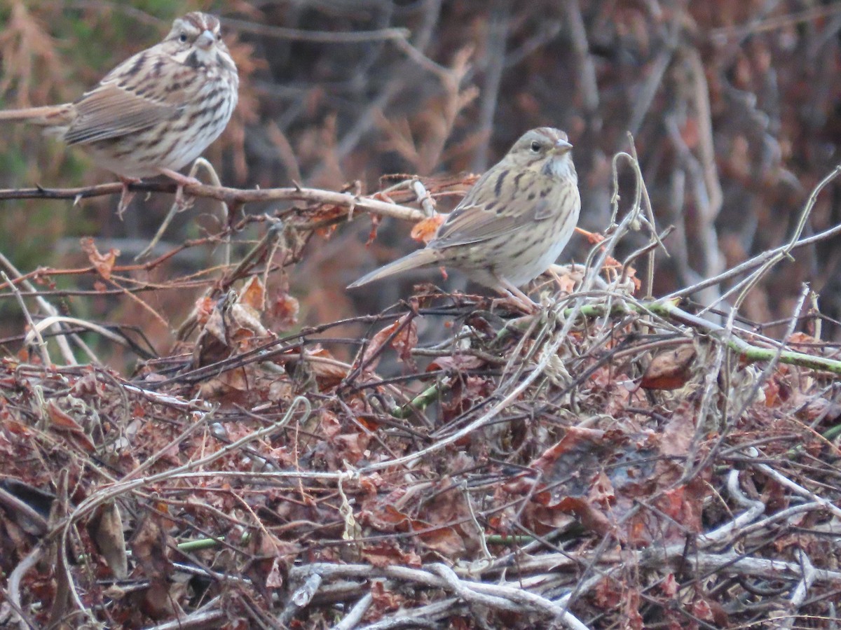 Lincoln's Sparrow - ML643387391