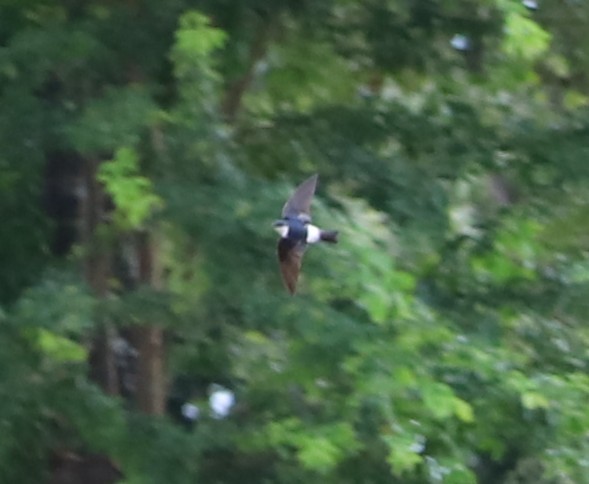 White-winged Swallow - ML643387392