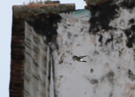 White-winged Swallow - ML643387393