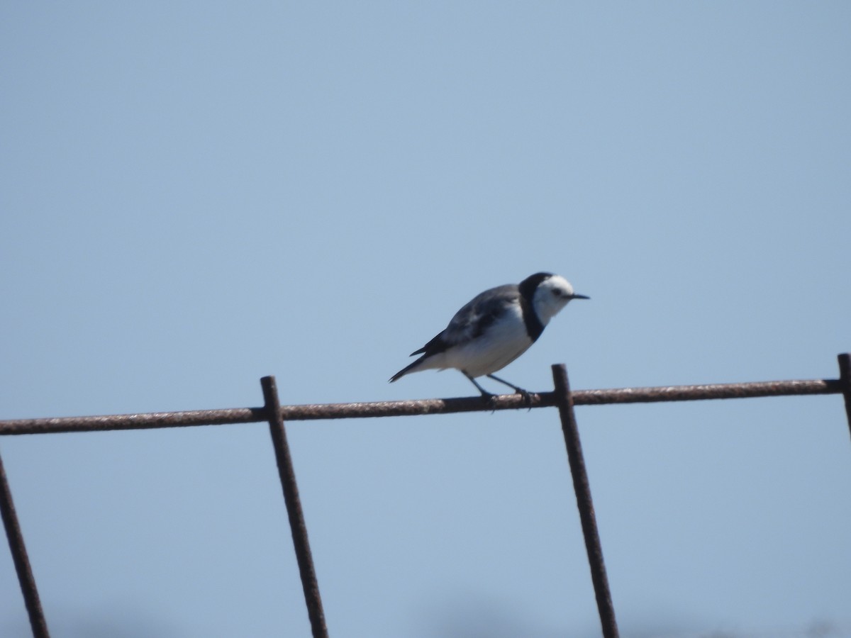 White-fronted Chat - ML643387408