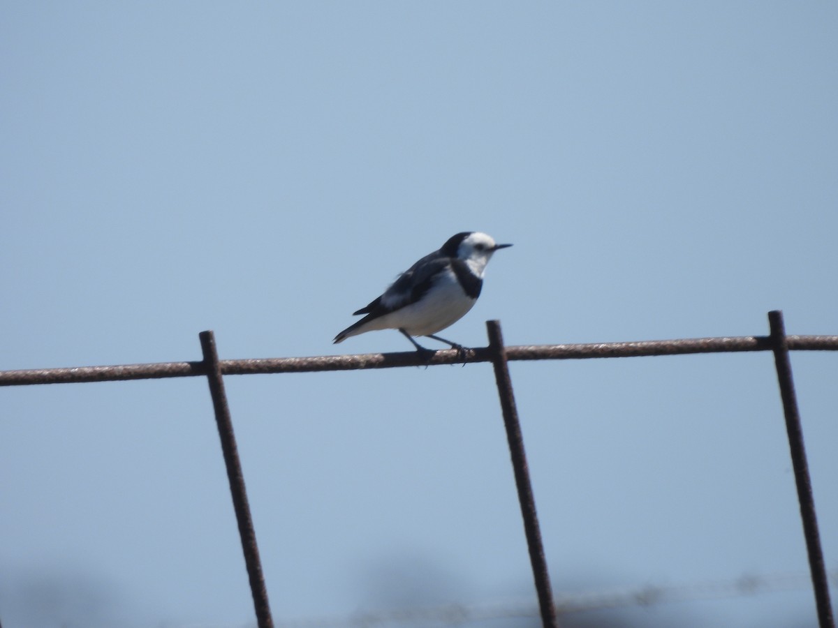 White-fronted Chat - ML643387409
