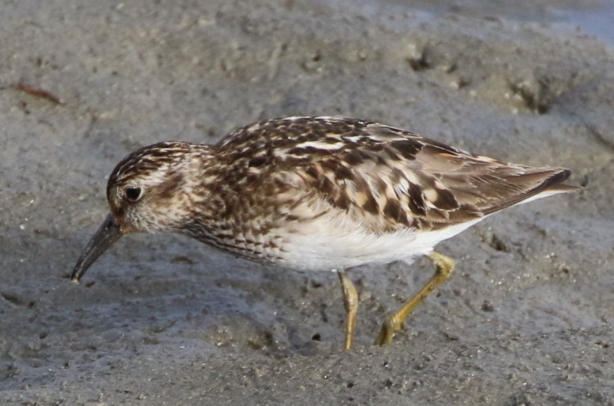 Least Sandpiper - ML64338741