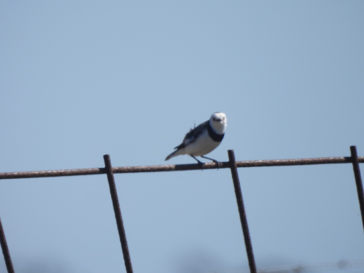 White-fronted Chat - ML643387410