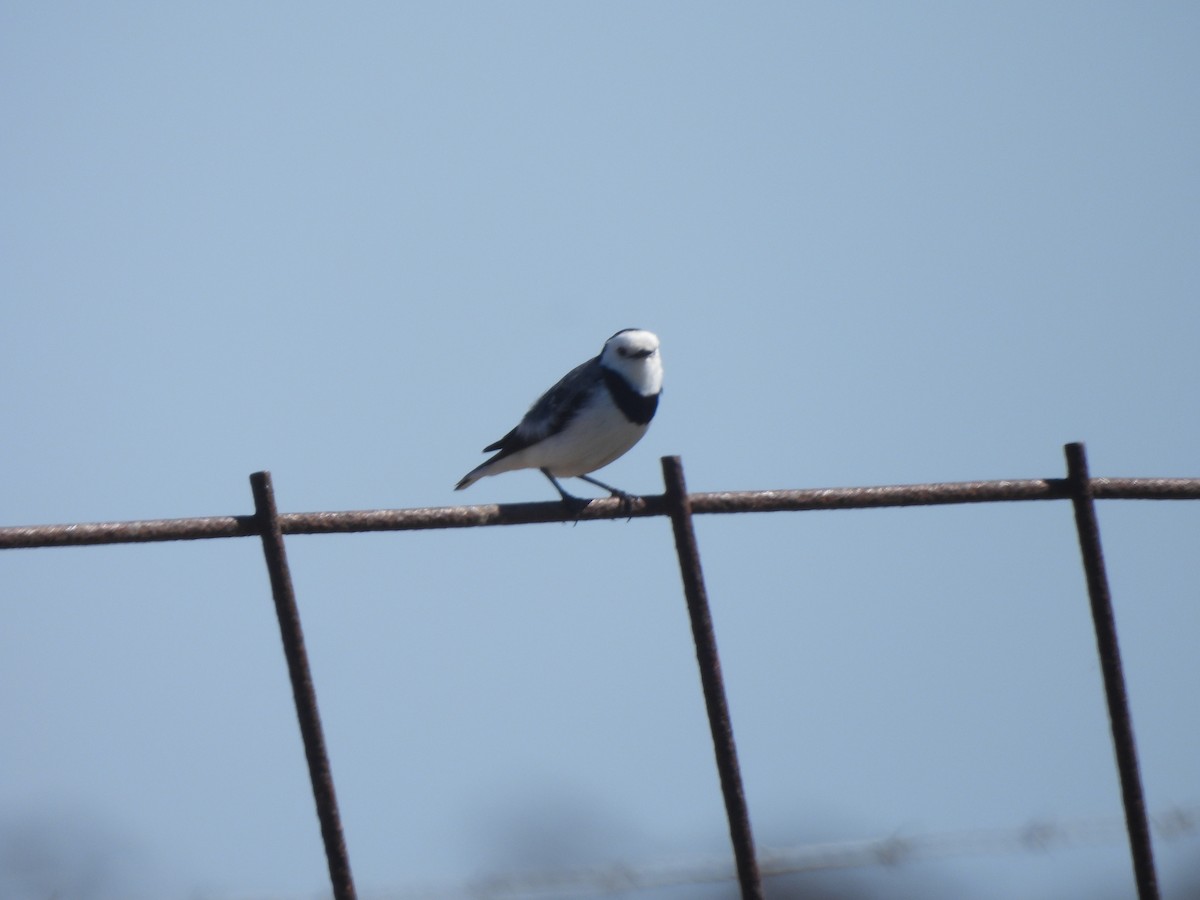 White-fronted Chat - ML643387411