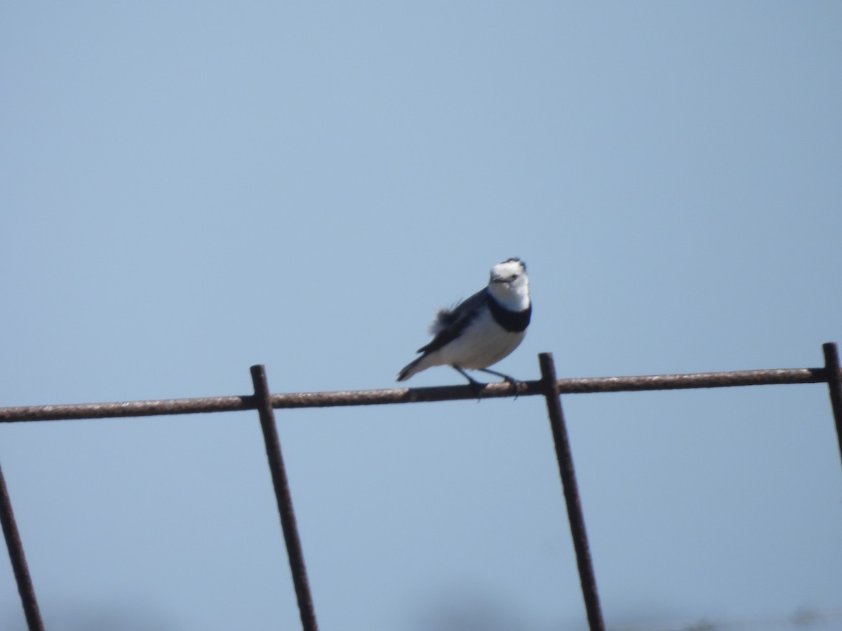 White-fronted Chat - ML643387413