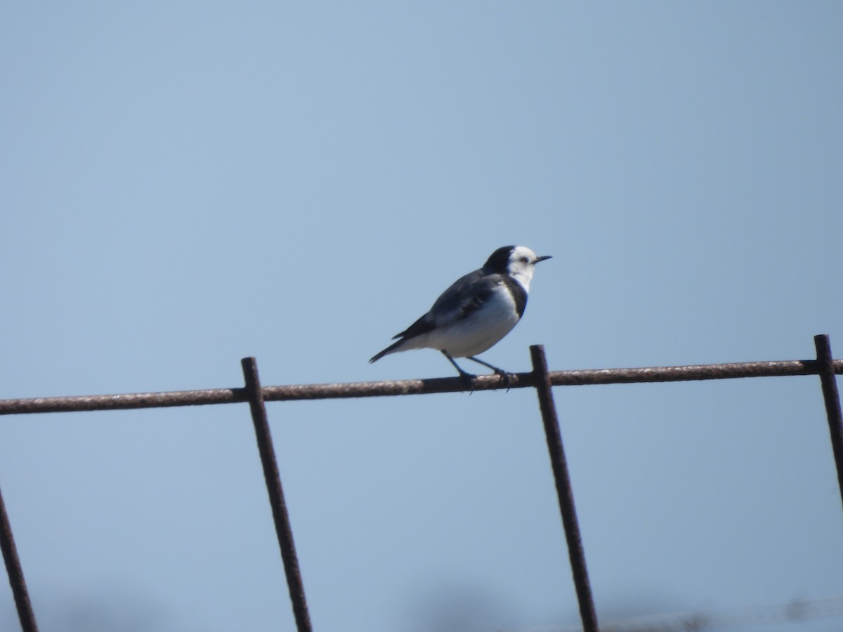 White-fronted Chat - ML643387414