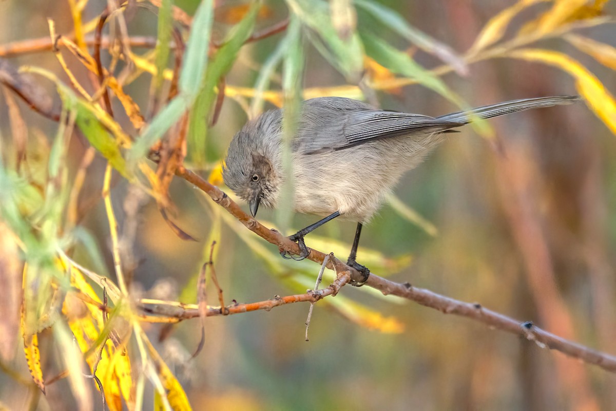 Bushtit - ML643387415