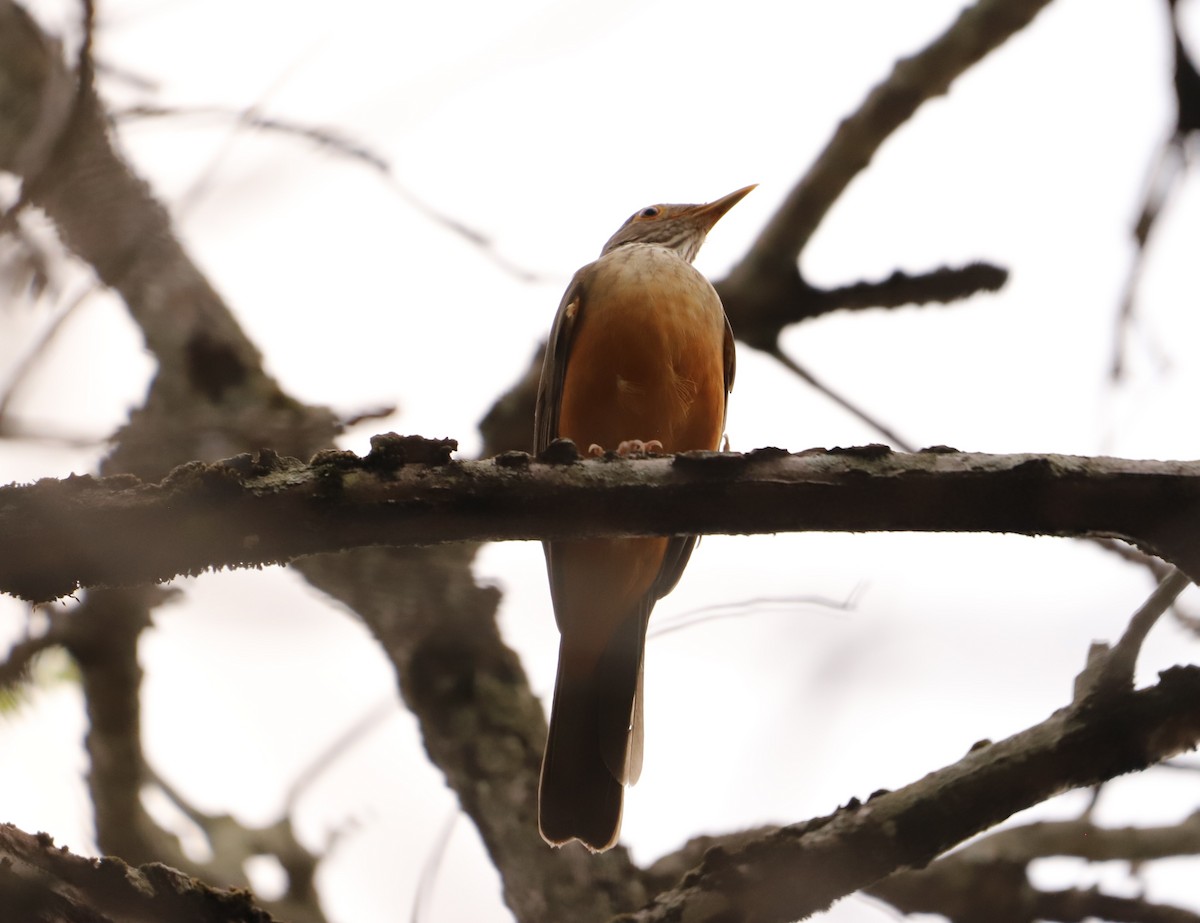 Rufous-bellied Thrush - ML643387424