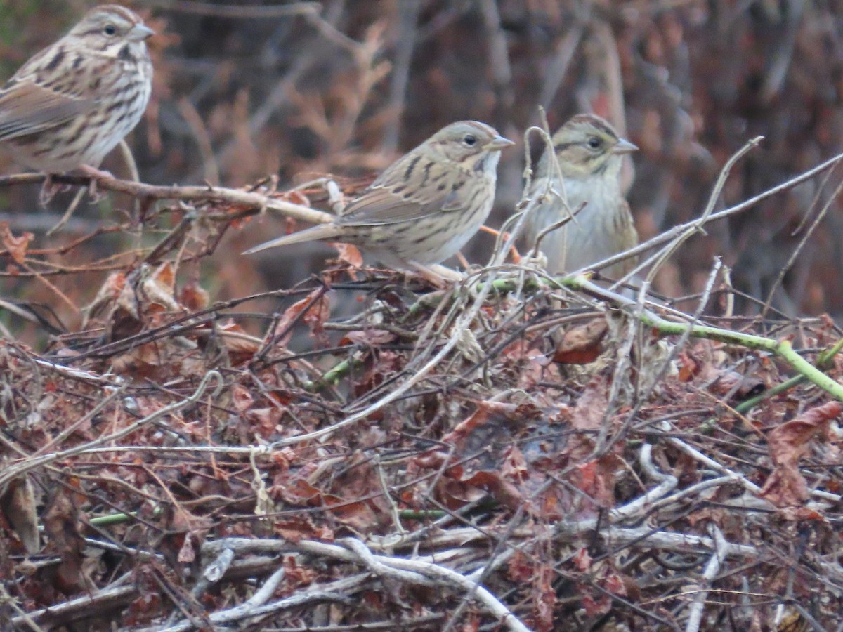 Lincoln's Sparrow - ML643387425