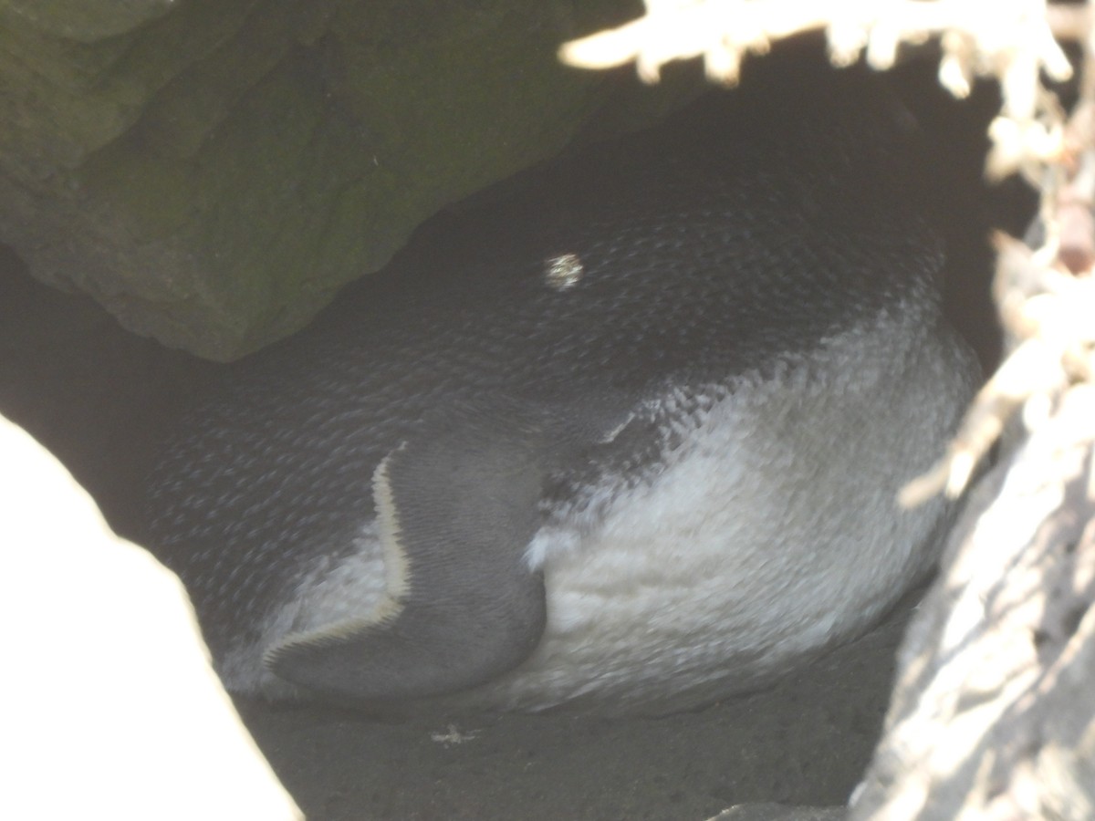 Little Penguin - ML643387449