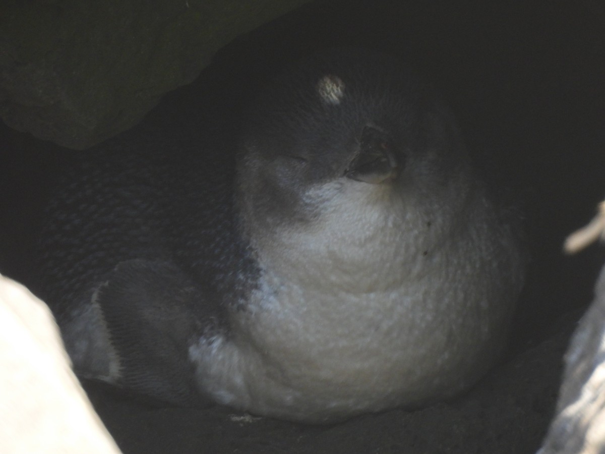 Little Penguin - ML643387450